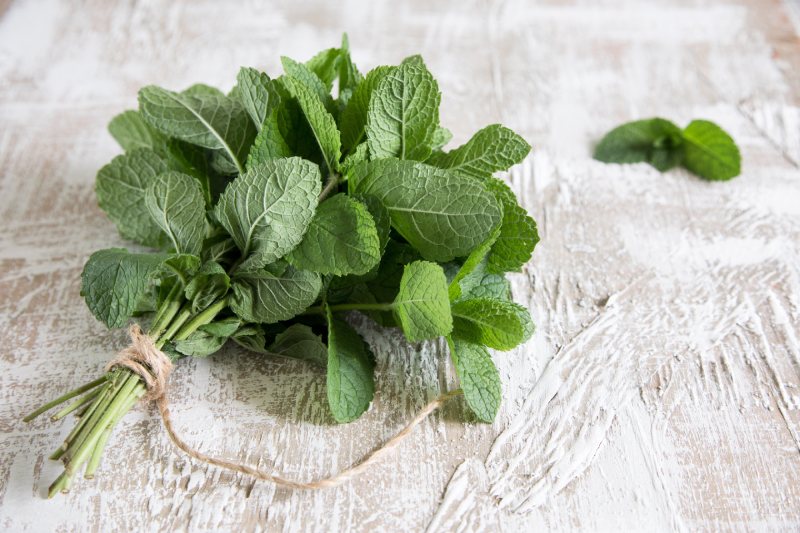نعناع؛ معجزه‌ ای برای سلامت روده
